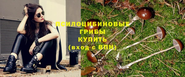 прущие грибы Вязьма